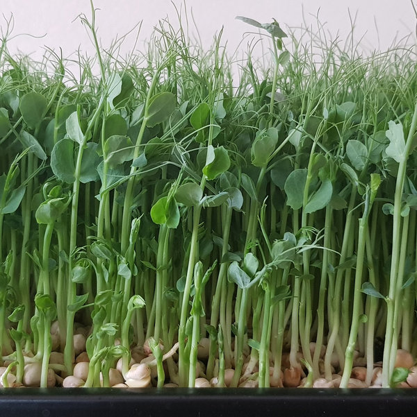 Peas Microgreens Seeds